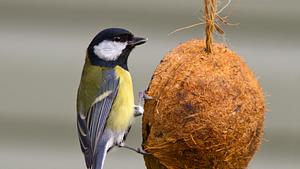 Vogelfutter ist ganz leicht selber zu machen. - Foto: iStock/Jellybean49