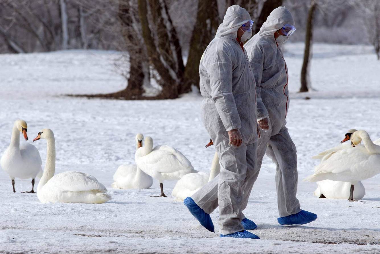Epidemiologen schlagen Alarm! Vogelgrippe breitet sich in Europa aus