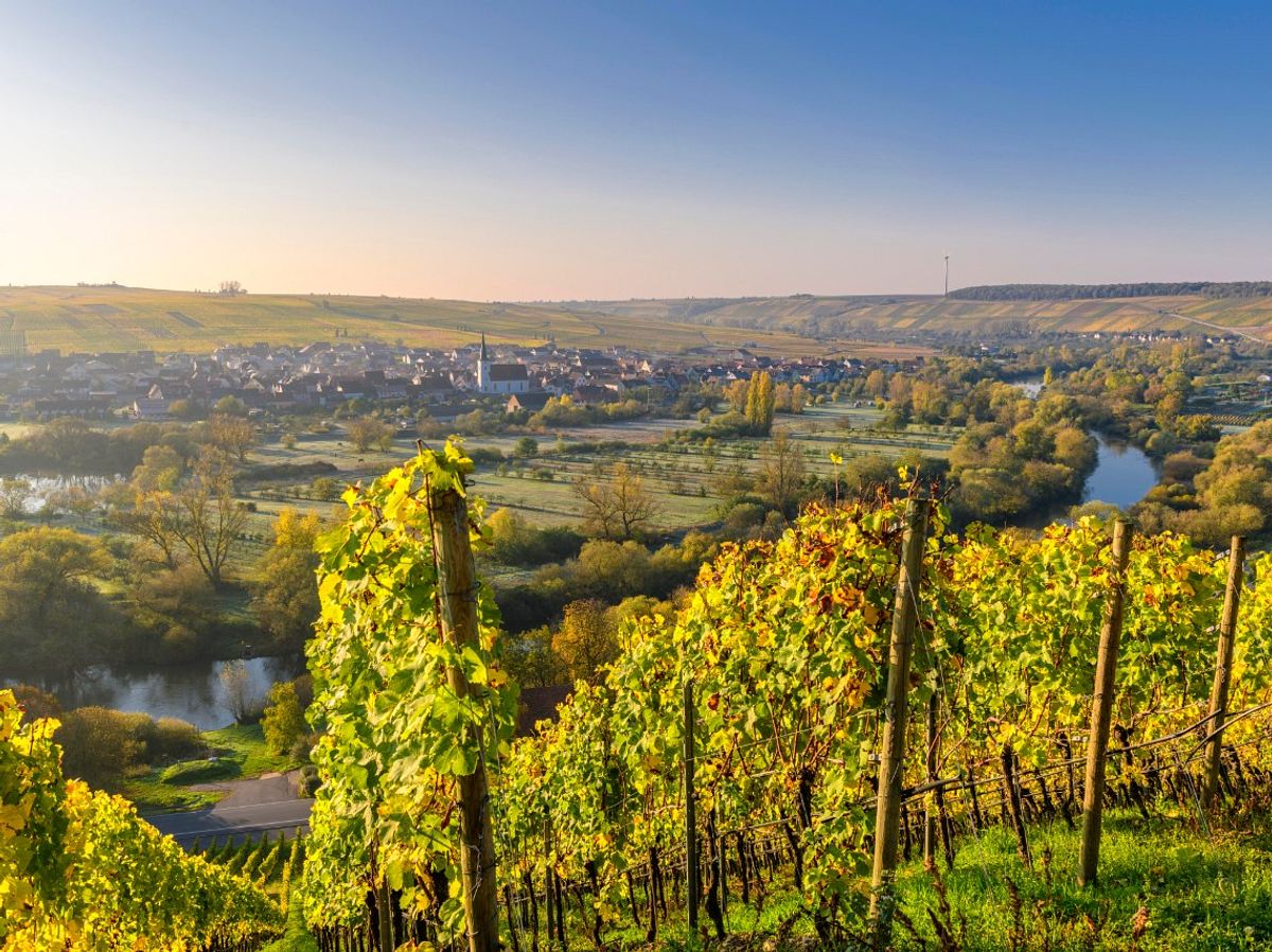 Volkach an der Mainschleife ist besonders etwas für Weinliebhaber.