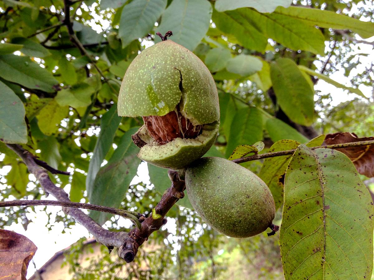 Walnussfrüchte wachsen am Walnussbaum.