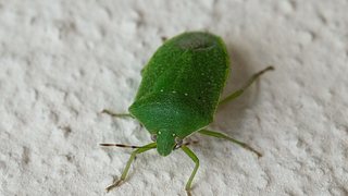 Die Wanzen im Haus sind ungebetene Besucher, aber sie lassen sich einfach bekämpfen - Foto: Rasoft74/iStock