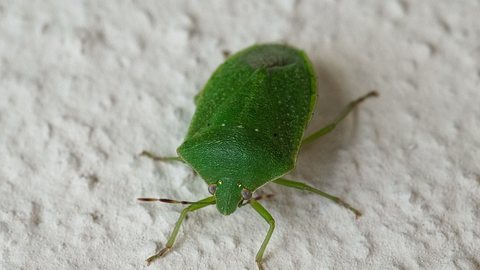 Die Wanzen im Haus sind ungebetene Besucher, aber sie lassen sich einfach bekämpfen - Foto: Rasoft74/iStock