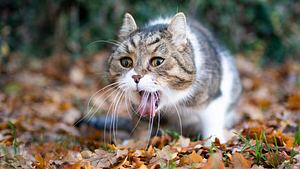 Darum kotzt deine Katze wirklich immer auf den Teppich! - Foto: Nils Jacobi/iStock