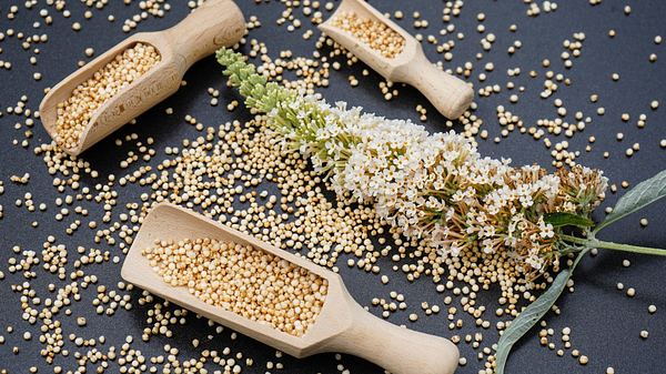 Was ist Amaranth? Die kleinen Körner sind gesund, haben gute Nährwerte und eignen sich zum abnehmen - Foto: Andreas Steidlinger/iStock