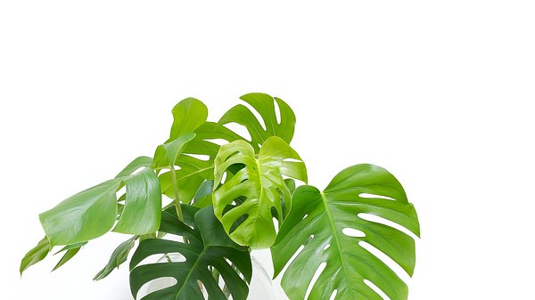 Zimmerpflanze im Wasser: Eine Monstera als Water Plant - Foto: dropStock/iStock