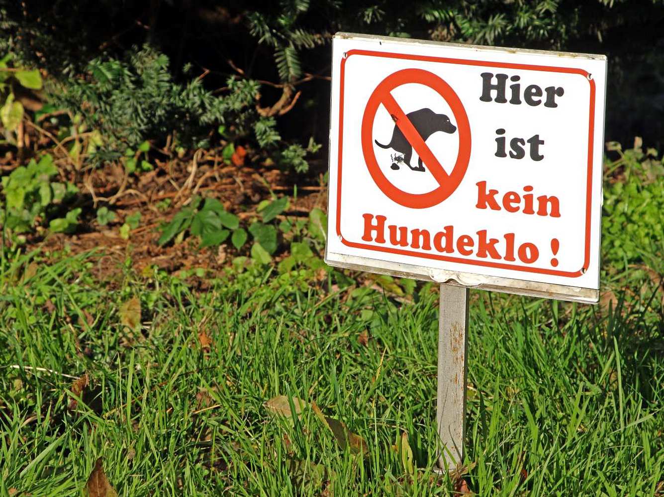 Wegen wilder Hundekacke: DNA-Datenbank gefordert