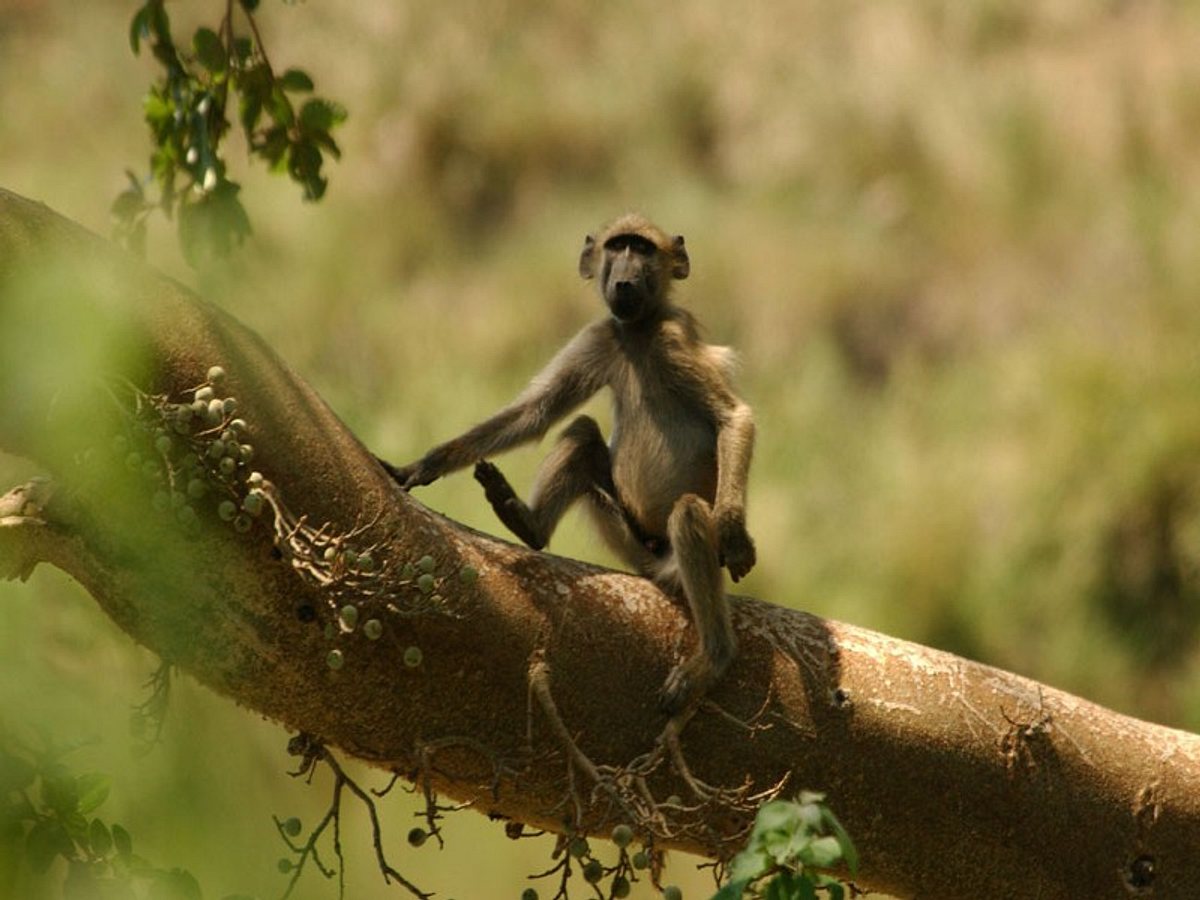 wenn die aethiopische gruenmeerkatze lust auf sex hat wird ihr penis leuchtend rot und der hodensack blau