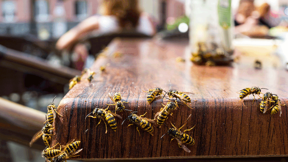 10 Hausmittel gegen Wespen: So kommen Sie entspannt durch den Sommer! - Foto: iStock