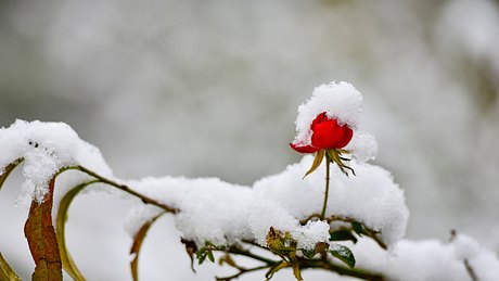 Kein Schnee? So warm wird der Winter 2023  - Foto: IMAGO / NurPhoto (Symbolbild)
