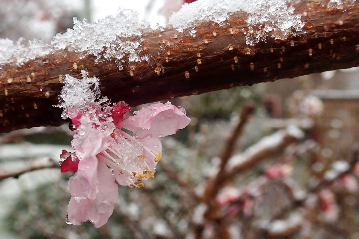 Kirschblüte mit Frost und Schnee bedeckt. (Themenbild)