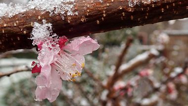Kirschblüte mit Frost und Schnee bedeckt. (Themenbild) - Foto: diephosi / iStock