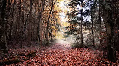 Herbstwald mit Nebel - Foto: iStock/ Wirestock Herbstwald mit Nebel - Foto: iStock/ Wirestock