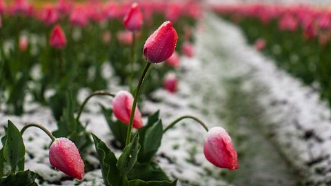 Eisheiligen bringt in diesem Jahr Schnee und Frost. - Foto: Getty Images