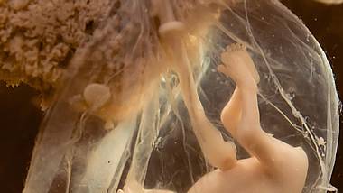 wie ein embryo zum kind heranwaechst a - Foto: iStock