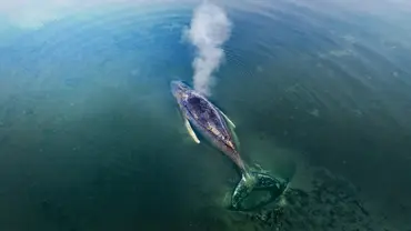 Ein Bild von Wal Timmy aus der Nordreportage Gestrandet: Ein Wal in der Ostsee. - Foto: ©NDR