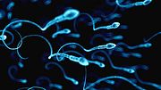 Wie lange überleben Spermien? Hier erfährst du alles, was du über Sperma wissen musst. - Foto: SciePro/iStock