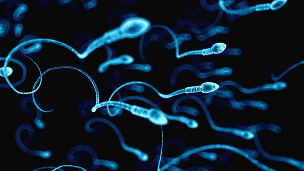 Wie lange überleben Spermien? Hier erfährst du alles, was du über Sperma wissen musst. - Foto: SciePro/iStock