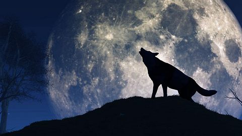 Der erste Vollmond des Jahres trägt den Namen Wolfsmond. - Foto: iStock