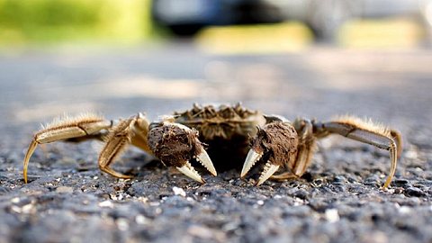 Behaarte Wollhandkrabben-Invasion in Deutschland - Nachts strömen sie in Massen auf die Straße! - Foto: © picture alliance/dpa/Hauke-Christian Dittrich