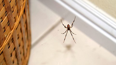 Dieses Wundermittel verscheucht alle Spinnen. - Foto: iStock
