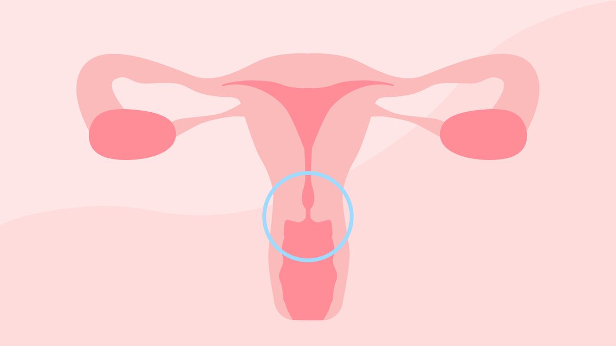 Grafik weibliche Geschlechtsorgane: Artikelbild Zervixorgasmus