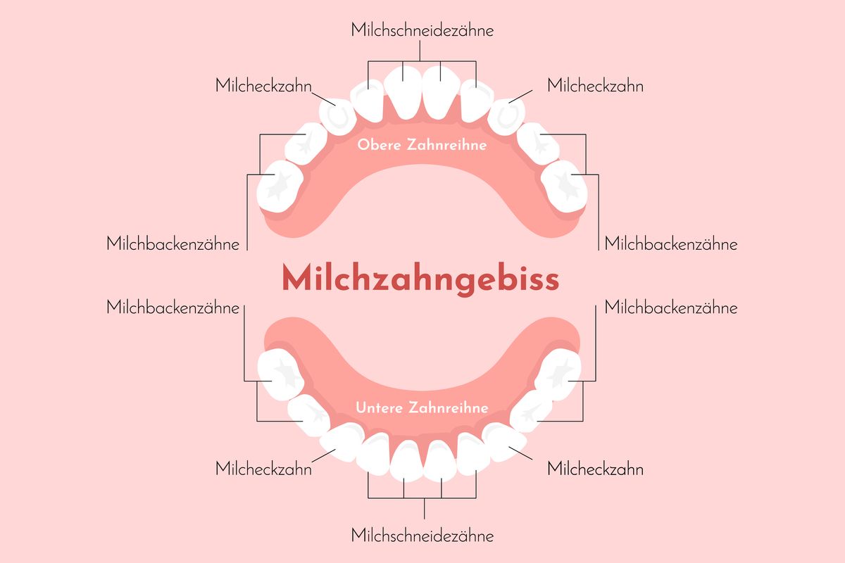 Grafik wie sieht das Milchzahngebiss aus?