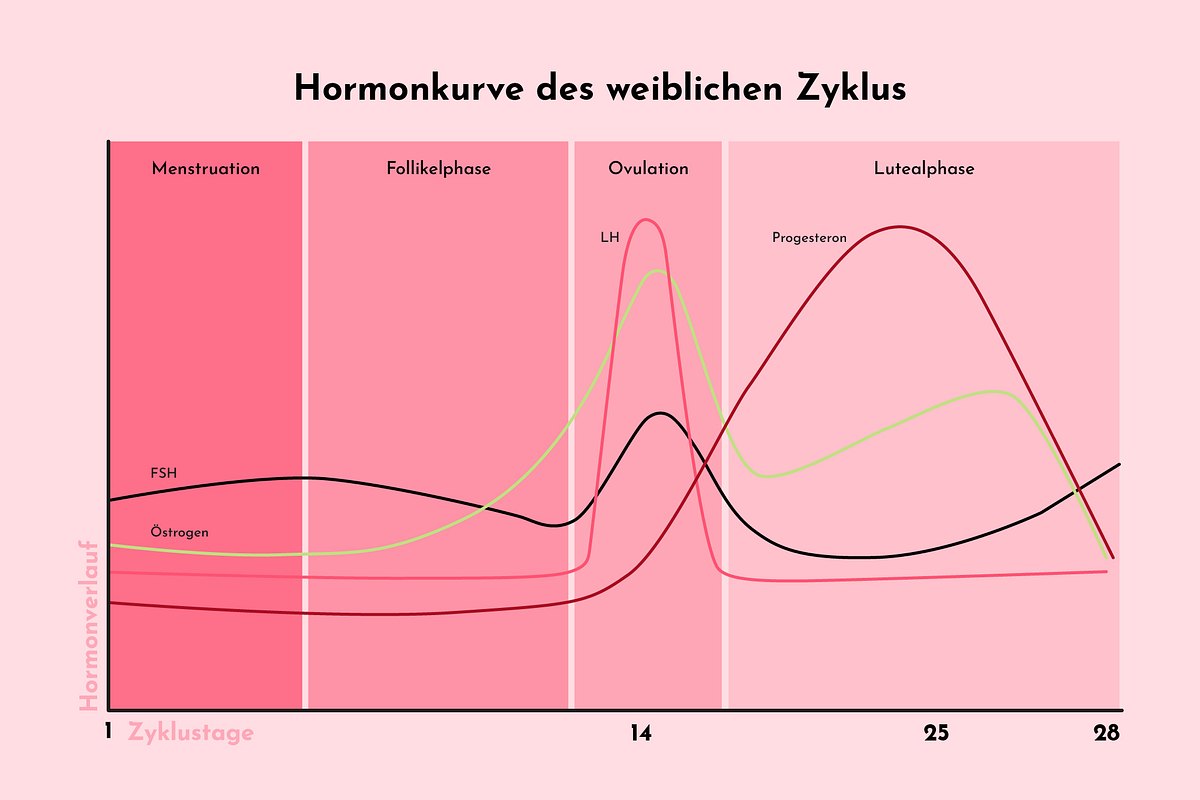 Hormonkurve des weiblichen Zyklus