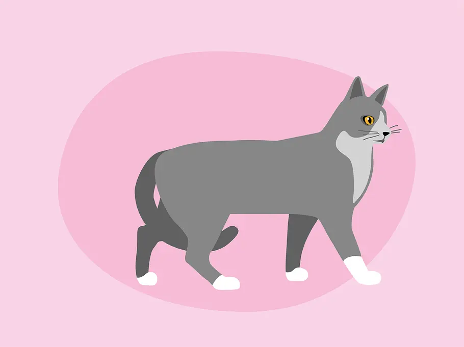 So deutest du die Schwanzstellung deiner Katze richtig: eingezogen unter Körper Katzenkörpersprache: das verrät die Schwanzstellung deiner Katze über ihre Stimmung