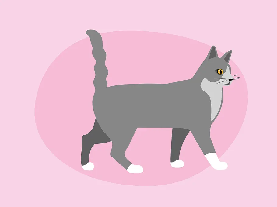 So deutest du die Schwanzstellung deiner Katze richtig: erhoben und gesträubt Katzenkörpersprache: das verrät die Schwanzstellung deiner Katze über ihre Stimmung