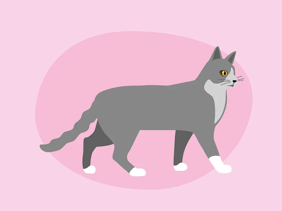 So deutest du die Schwanzstellung deiner Katze richtig: gesenkt und gesträubt Katzenkörpersprache: das verrät die Schwanzstellung deiner Katze über ihre Stimmung