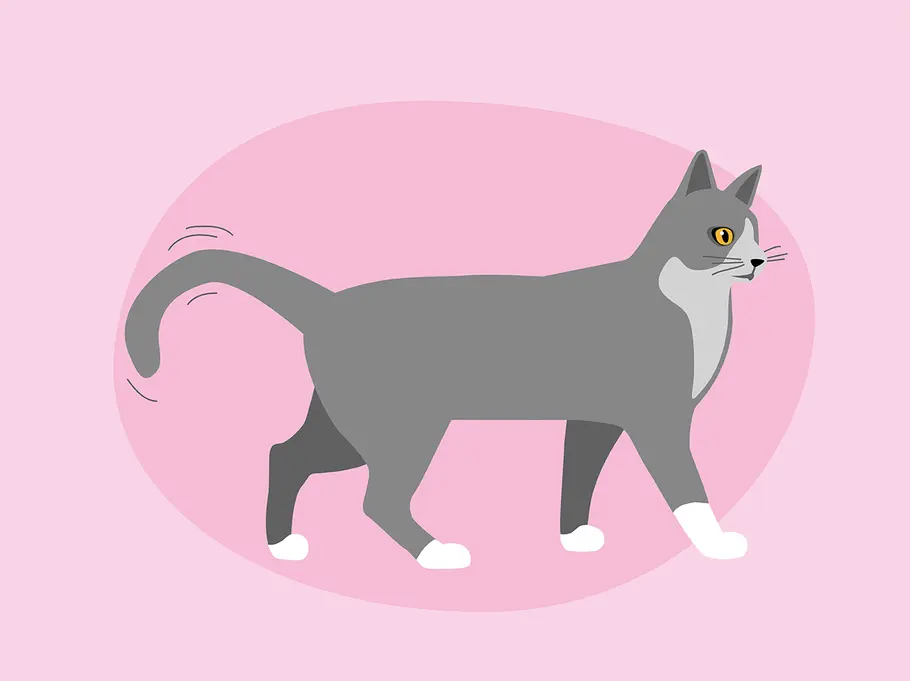 So deutest du die Schwanzstellung deiner Katze richtig: hin und her pendelnd Katzenkörpersprache: das verrät die Schwanzstellung deiner Katze über ihre Stimmung