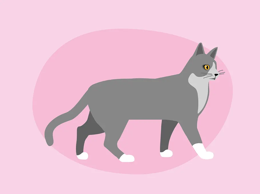 So deutest du die Schwanzstellung deiner Katze richtig: schräg nach unten zeigend Katzenkörpersprache: das verrät die Schwanzstellung deiner Katze über ihre Stimmung