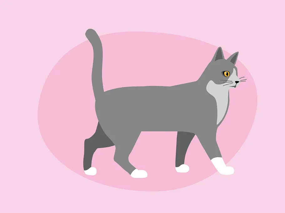 So deutest du die Schwanzstellung deiner Katze richtig: senkrecht erhoben, leicht gekrümmte Spitze Katzenkörpersprache: das verrät die Schwanzstellung deiner Katze über ihre Stimmung