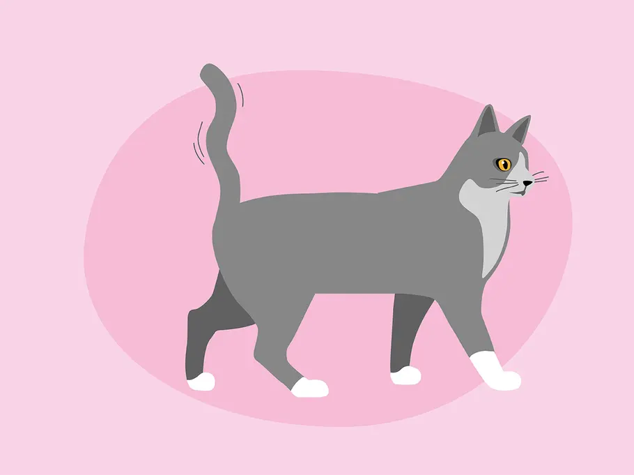 So deutest du die Schwanzstellung deiner Katze richtig: senkrechte, zitternde „Antenne“ Katzenkörpersprache: das verrät die Schwanzstellung deiner Katze über ihre Stimmung