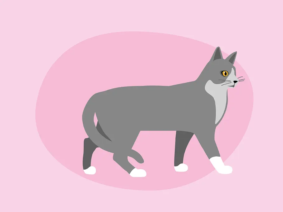 So deutest du die Schwanzstellung deiner Katze richtig: Schwanz umwickelt Körper Katzenkörpersprache: das verrät die Schwanzstellung deiner Katze über ihre Stimmung