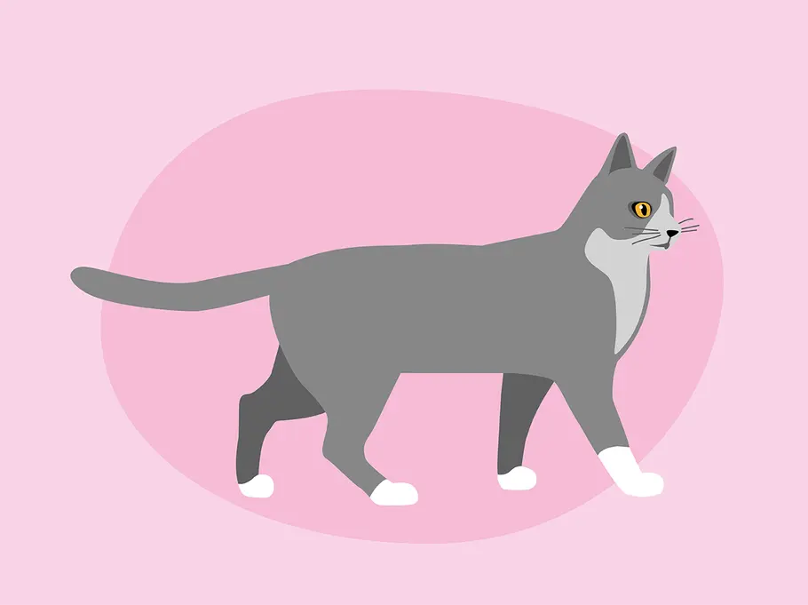 So deutest du die Schwanzstellung deiner Katze richtig: waagerecht Katzenkörpersprache: das verrät die Schwanzstellung deiner Katze über ihre Stimmung