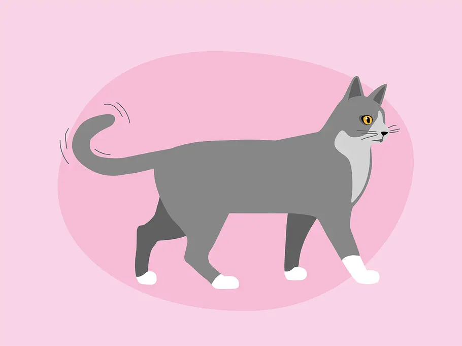 So deutest du die Schwanzstellung deiner Katze richtig: zuckende Schwanzspitze Katzenkörpersprache: das verrät die Schwanzstellung deiner Katze über ihre Stimmung