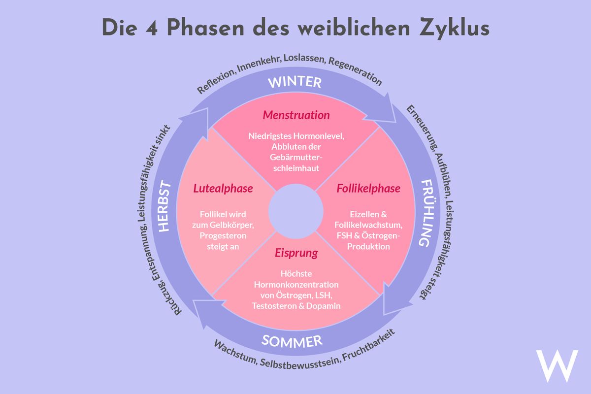 Die 4 Phasen des weiblichen Zyklus sind die Menstruations-, Follikel-, Ovulations- und Lutealphase.