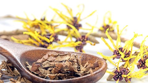 Die Zaubernuss wird in der Kosmetik eingesetzt. - Foto: fermate/iStock