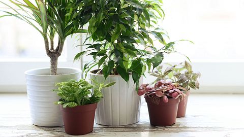 Die Zimmerpflanzen helfen gegen Grippe. - Foto: iStock