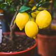 Zitronenbaum ziehen: So ziehst du dir ein Bäumchen aus Kernen - Foto: iStock/ cunfek