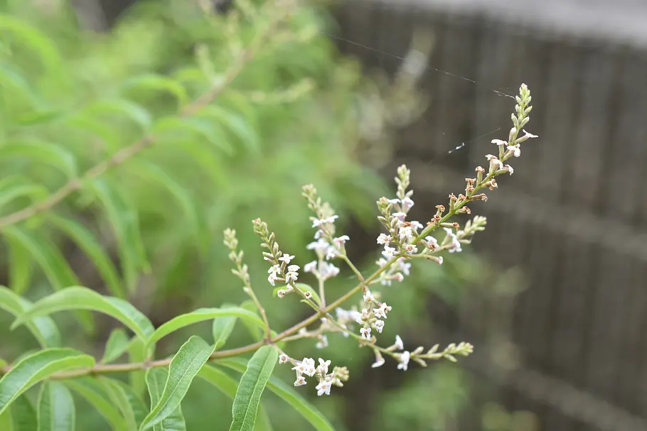 Zitronenverbene Pflanze gegen Wespen Zitronenverbene mit weißen Blüten. Hilft effektiv gegen Wespen
